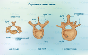 строение позвонков