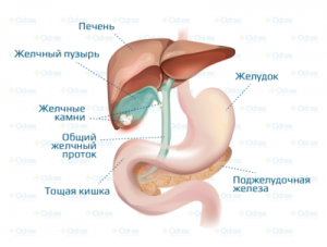 органы брюшной полости