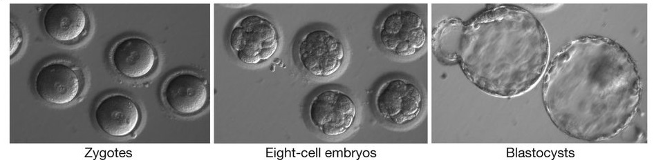 blog-2017-oct-crispr-embrions